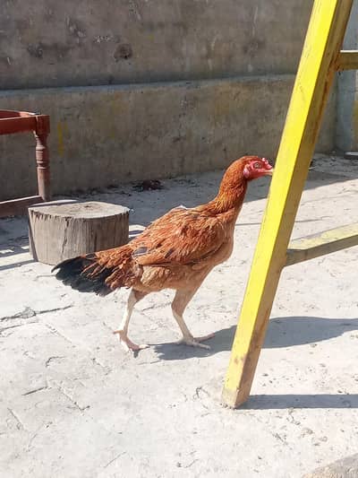 Aseel hen