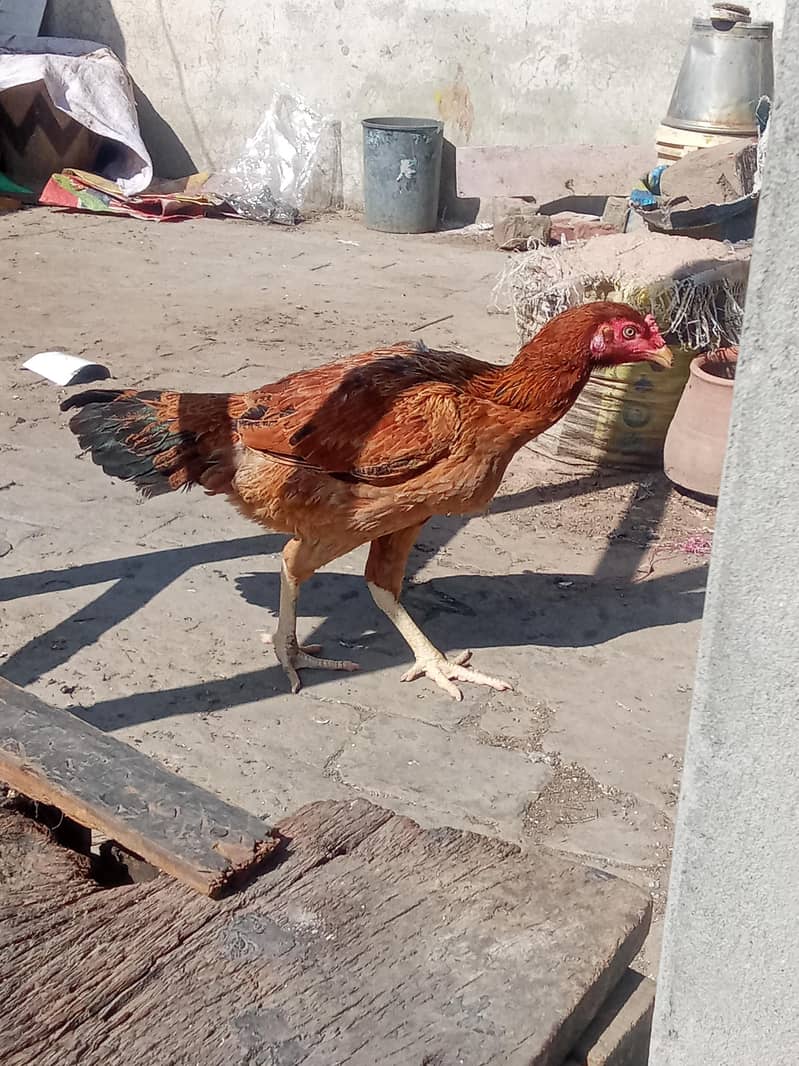 Aseel hen 1