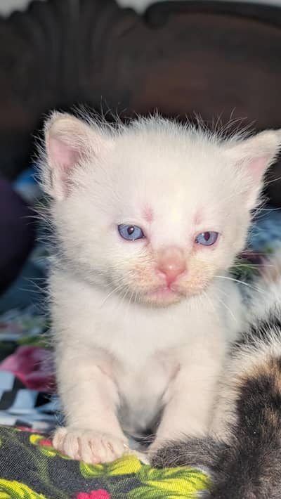 Persian Cat Babies Double Coated