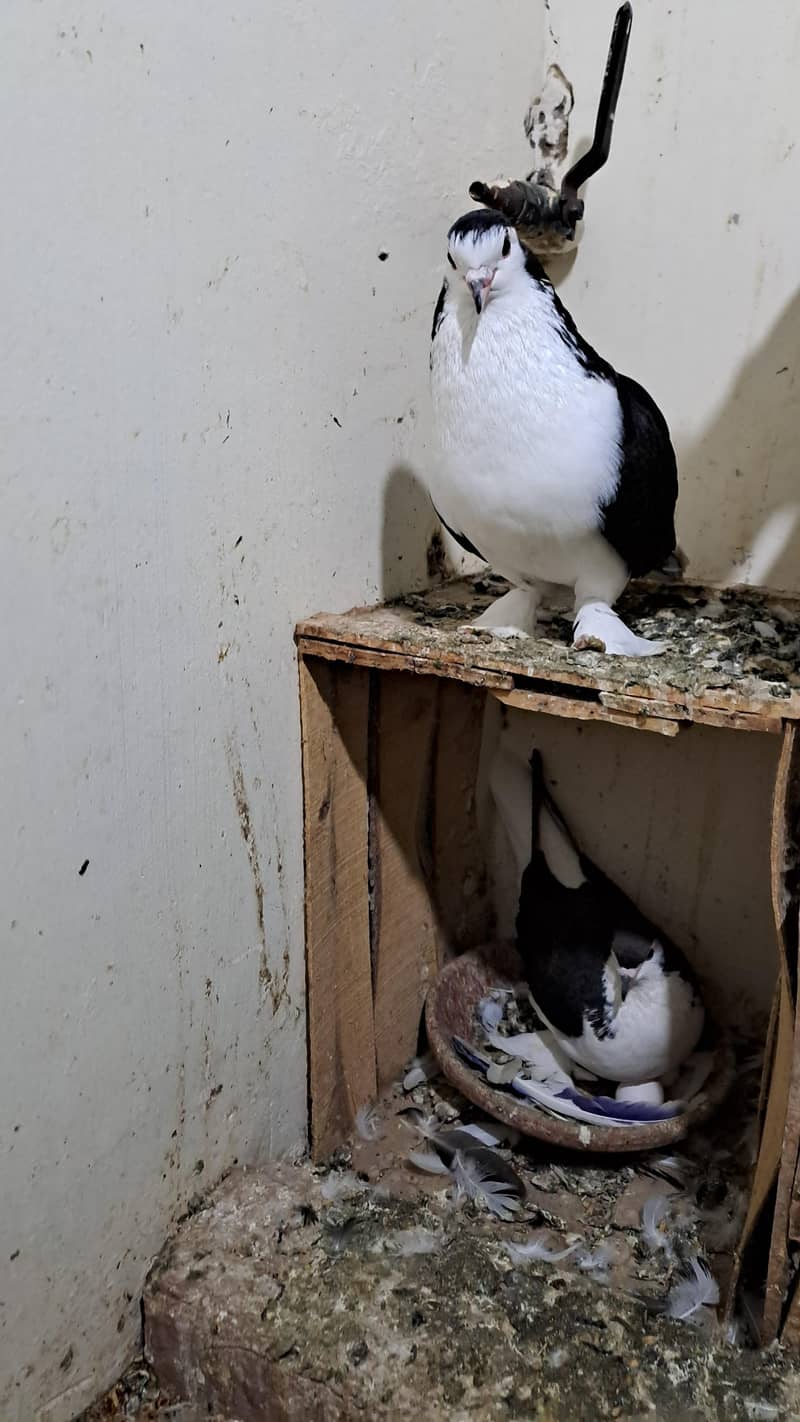 Fancy pigeons 0
