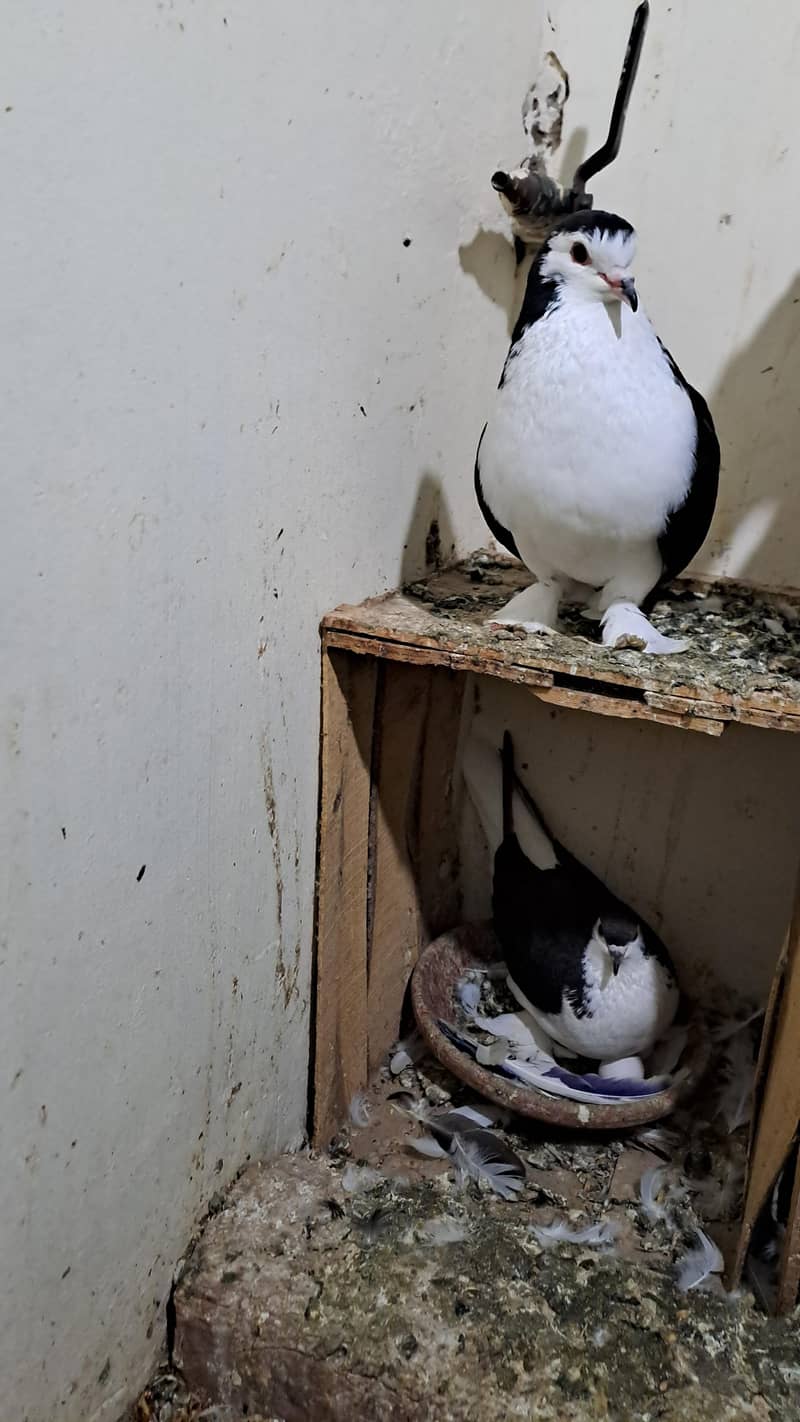 Fancy pigeons 1