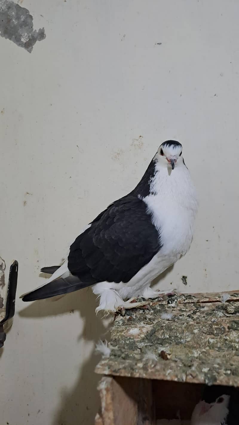 Fancy pigeons 6