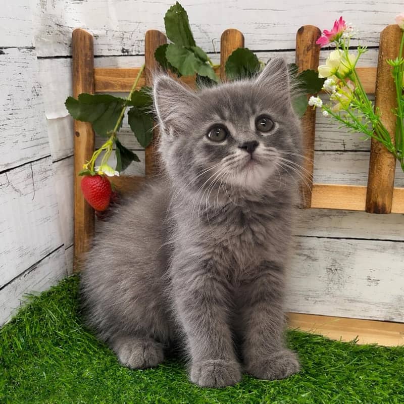 cat kitten 0