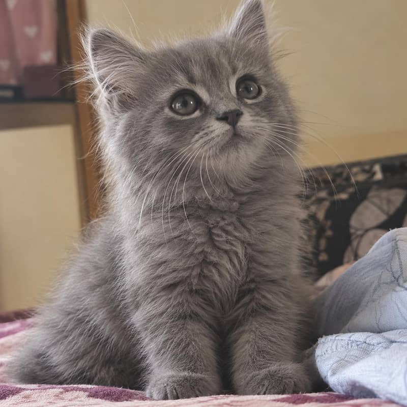 cat kitten 1
