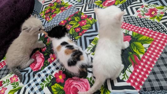 Persian Kittens Double Coated