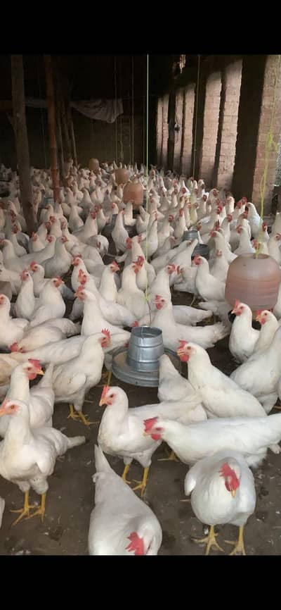 Andy wali murgi a+ breed Andy dy rhi hain total 340 murgi for sale