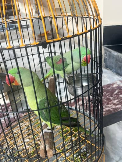 Raw parrot pair for sale