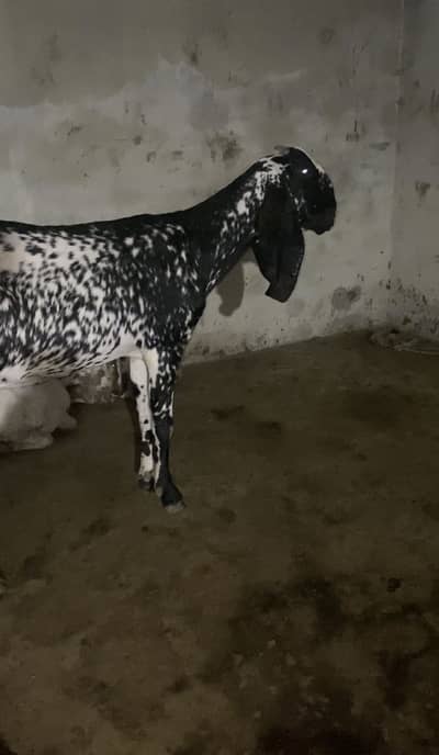 Kali makhi chini