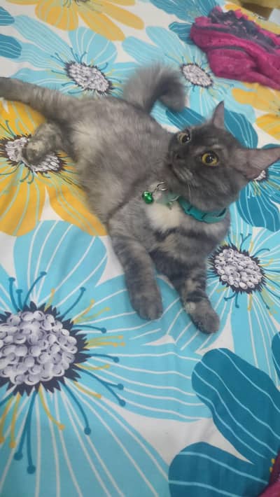 washroom trained cat  family /no bitting no scratching/ litter free