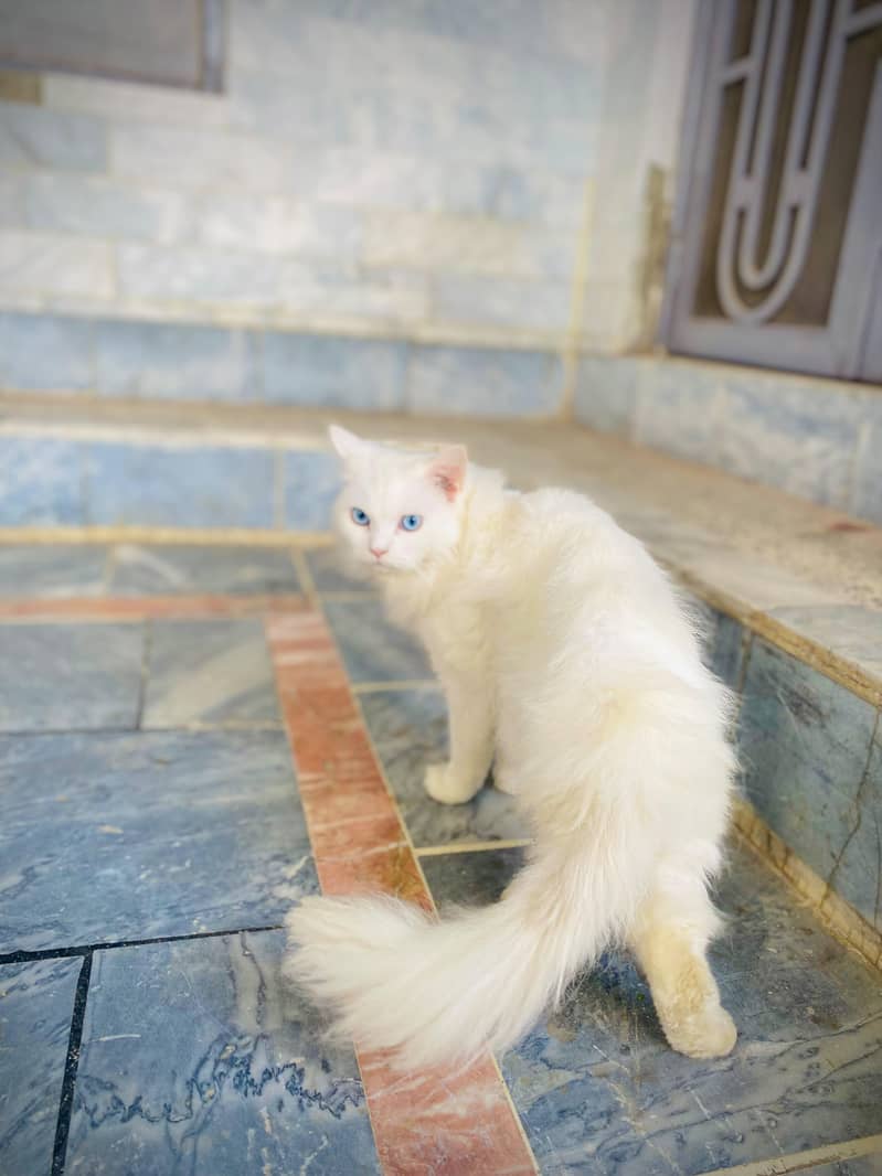 Persian cat Blue eye - Cats - 1121016199