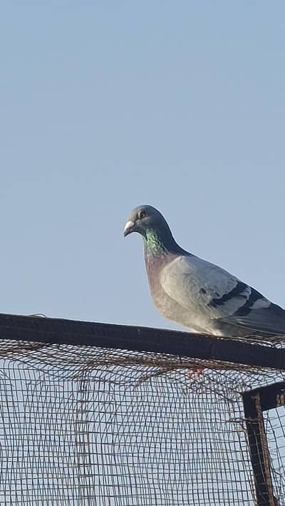 pigeons sale