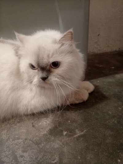 white persion cat (double coated)