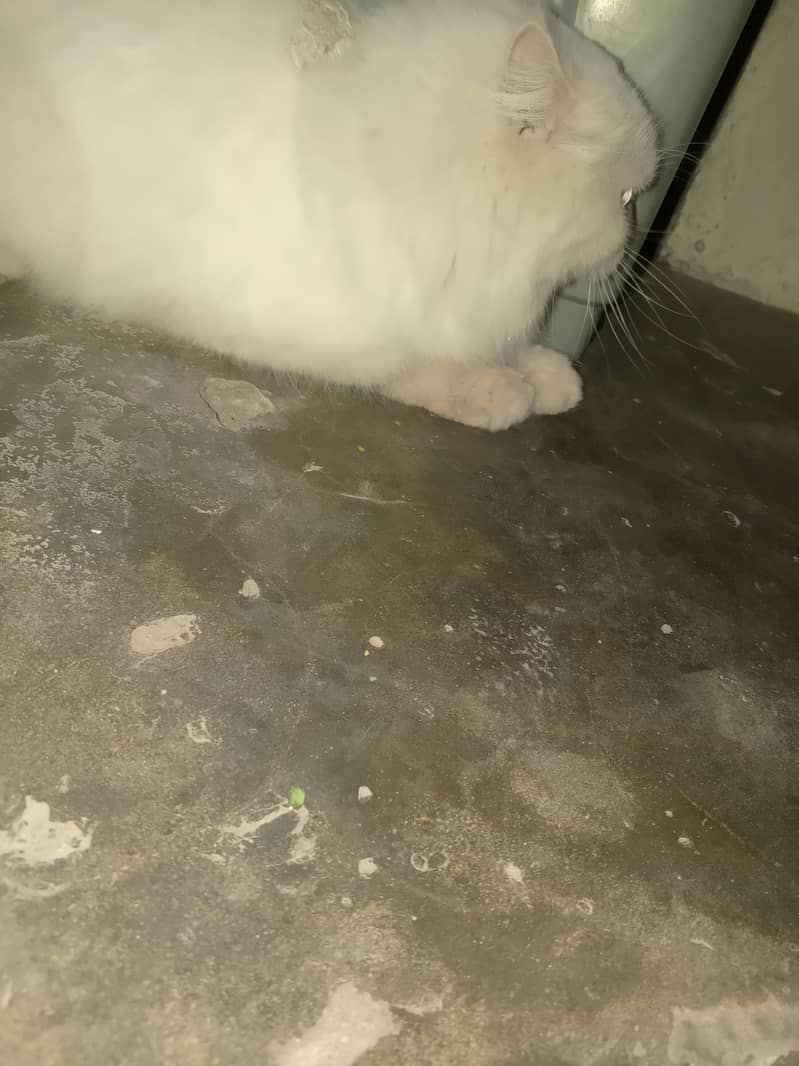white persion cat (double coated) 1