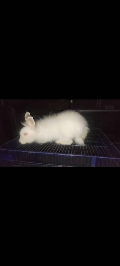 Angora white Male for sale 03143275503