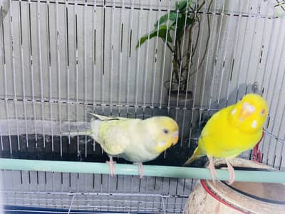 Australian Parrots