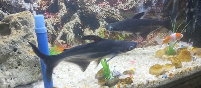 Large Bluish-Black Shark Fish Pair for Sale – Aquarium Fish
