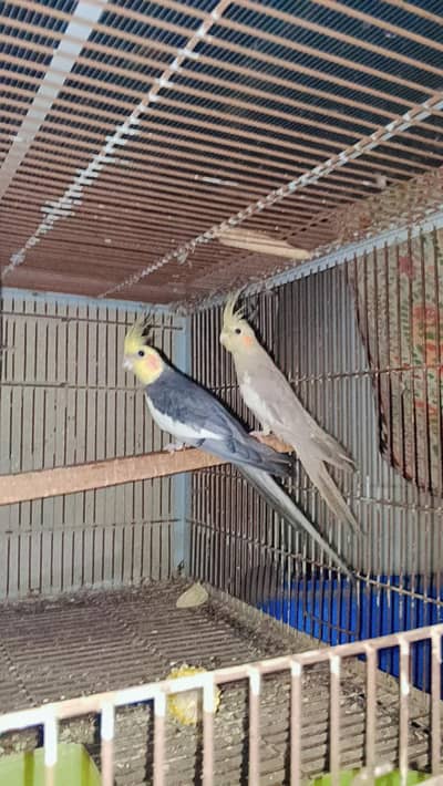 cocktail breeder pairs for sale 0302/979/8991