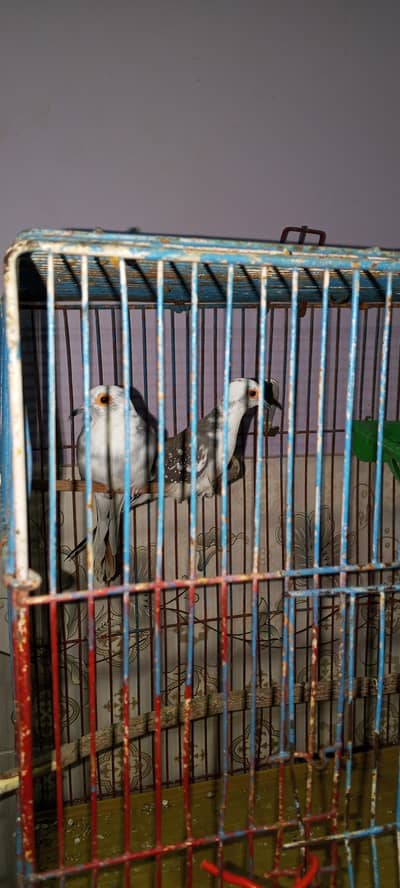 diamond dove pairs