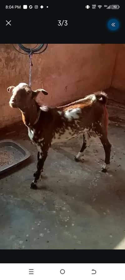 Bakra teddy 6 mahine ka full mast