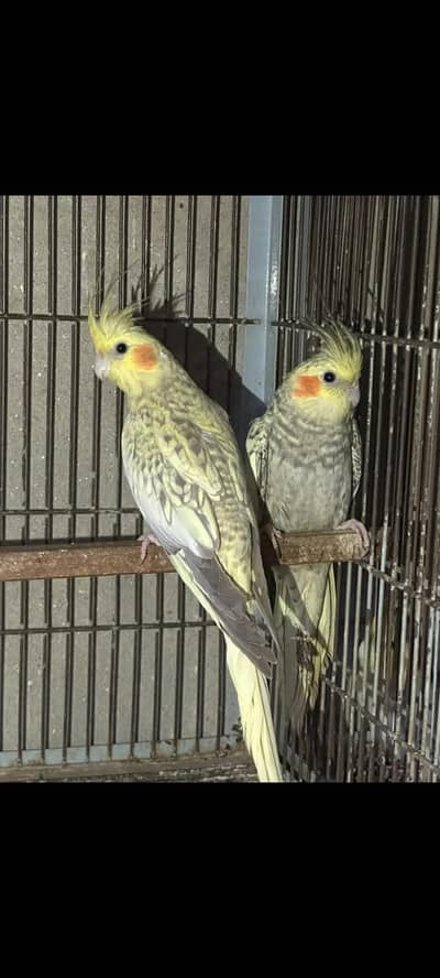 cocktail breeder pairs for sale urgent 0302/979/8991