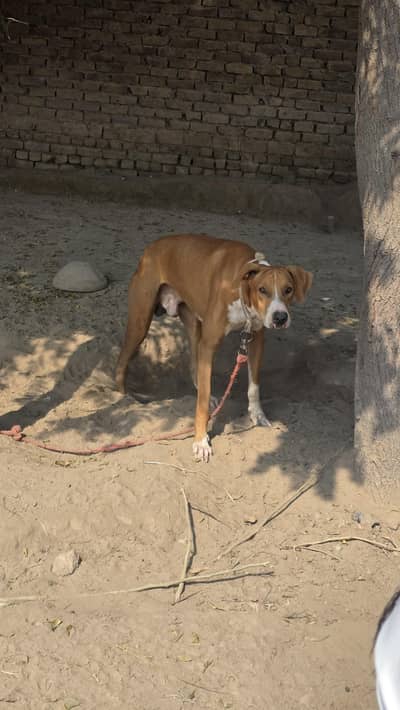 Nangi Bully dog