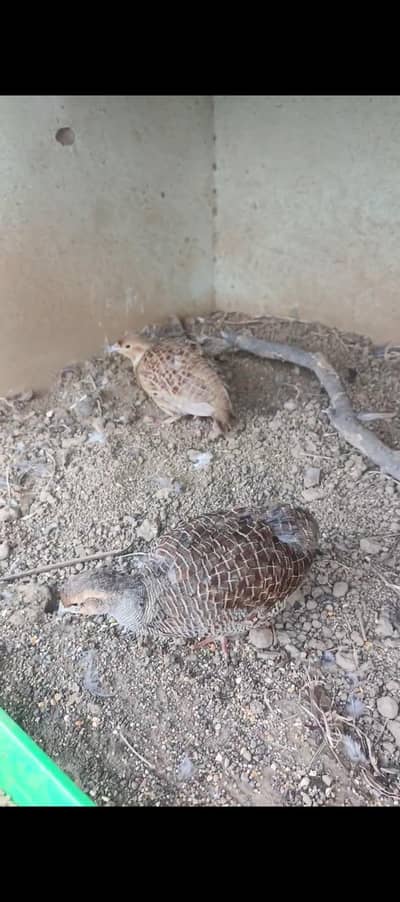 irani dakhni teetar, chakor