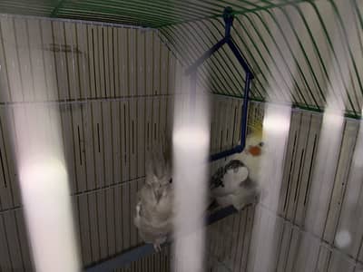Cocktail pair healthy with single love bird
