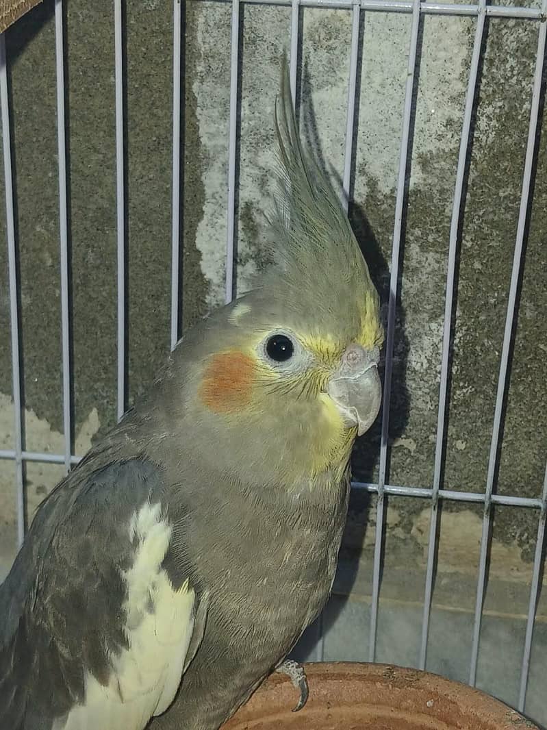 gray cocktail 0