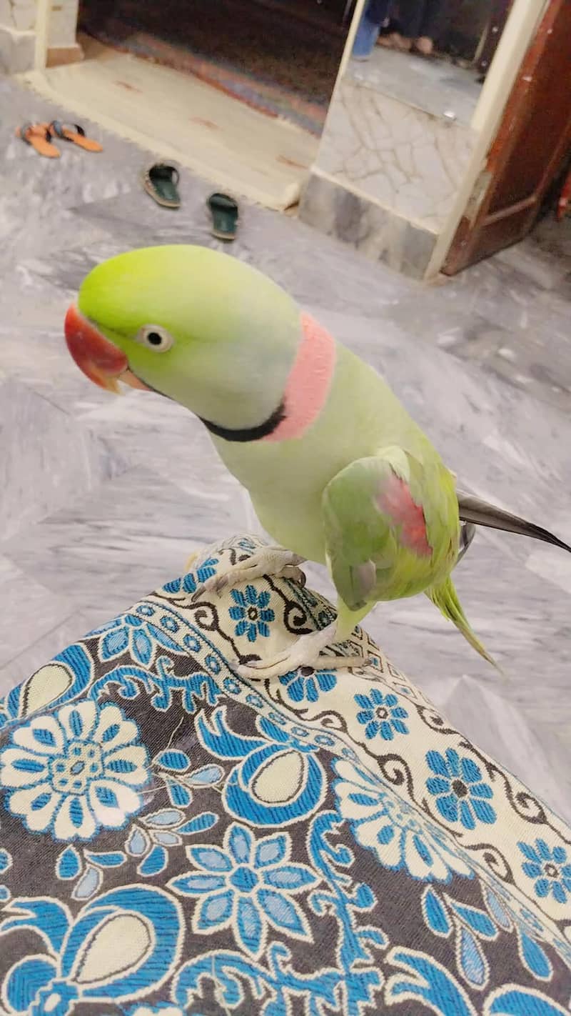 parrot 0
