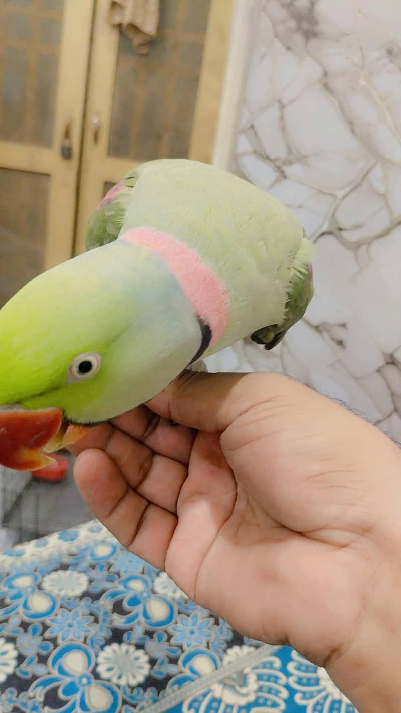 parrot 1