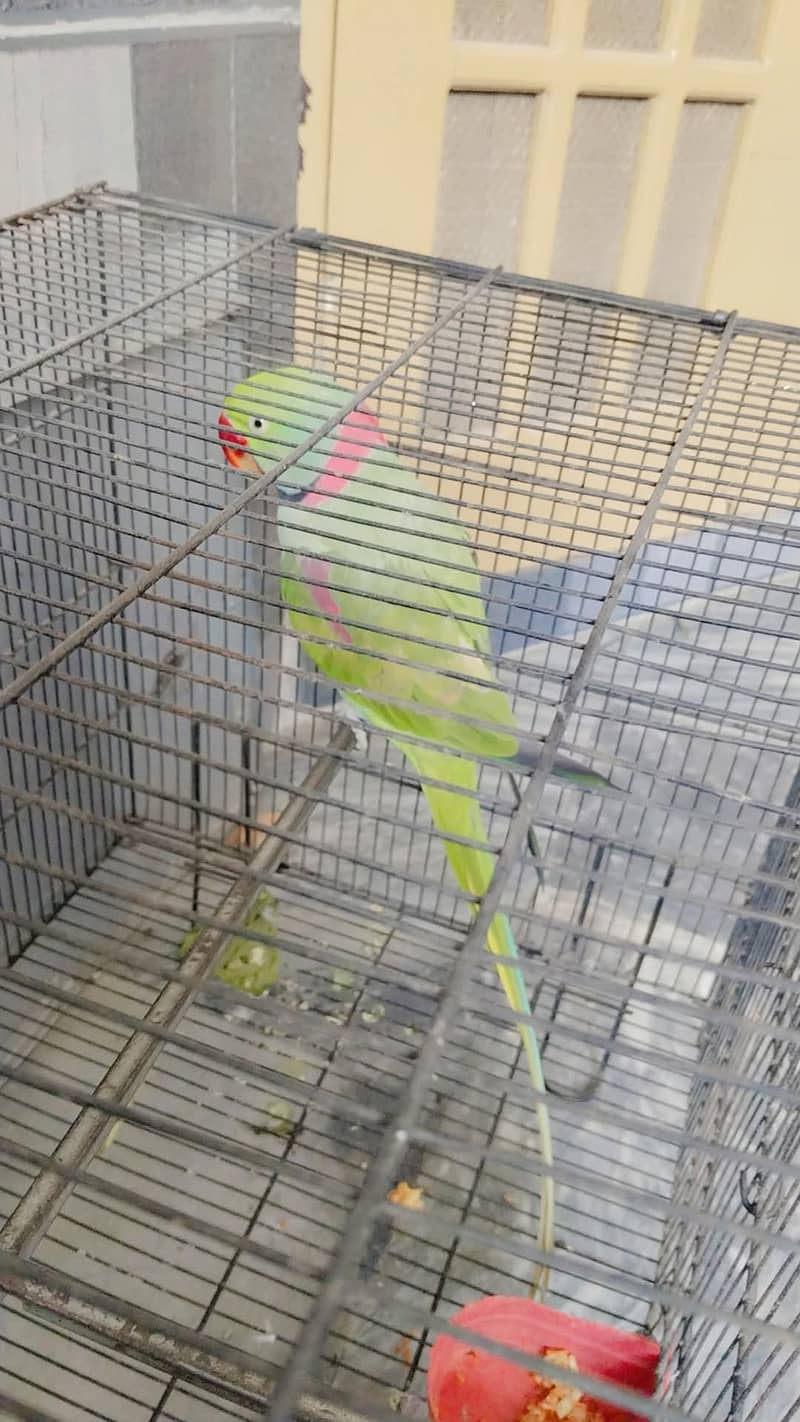 parrot 8