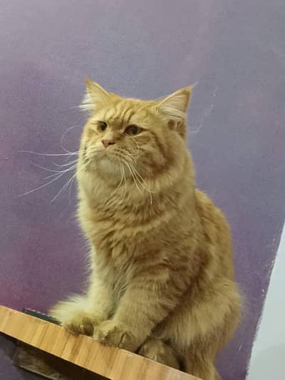 Persian male cat