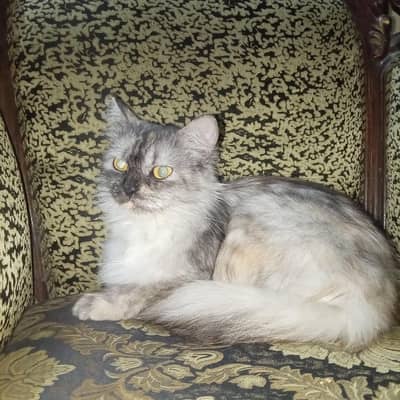 Persian cat for sale very friendly and cute