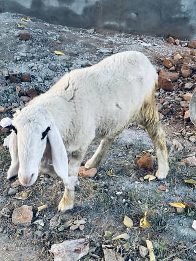 2 Pure Desi Kajli Female Sheep – Gulabi Kajli & 5 Nishan Wali