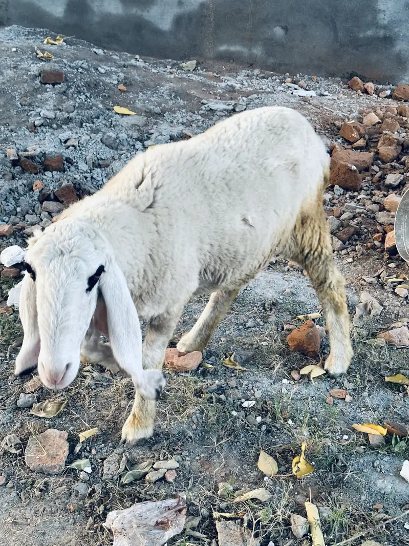 2 Pure Desi Kajli Female Sheep – Gulabi Kajli & 5 Nishan Wali