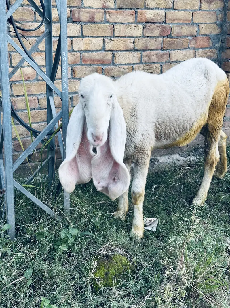 2 Pure Desi Kajli Female Sheep – Gulabi Kajli & 5 Nishan Wali — photo 2