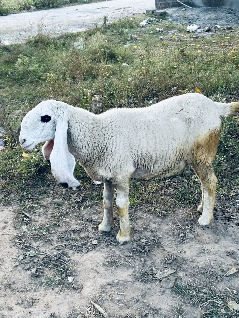 2 Pure Desi Kajli Female Sheep – Gulabi Kajli & 5 Nishan Wali — photo 3