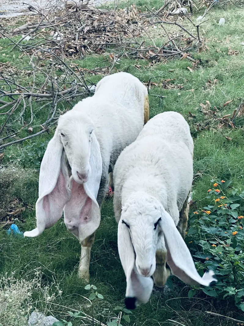 2 Pure Desi Kajli Female Sheep – Gulabi Kajli & 5 Nishan Wali — photo 4