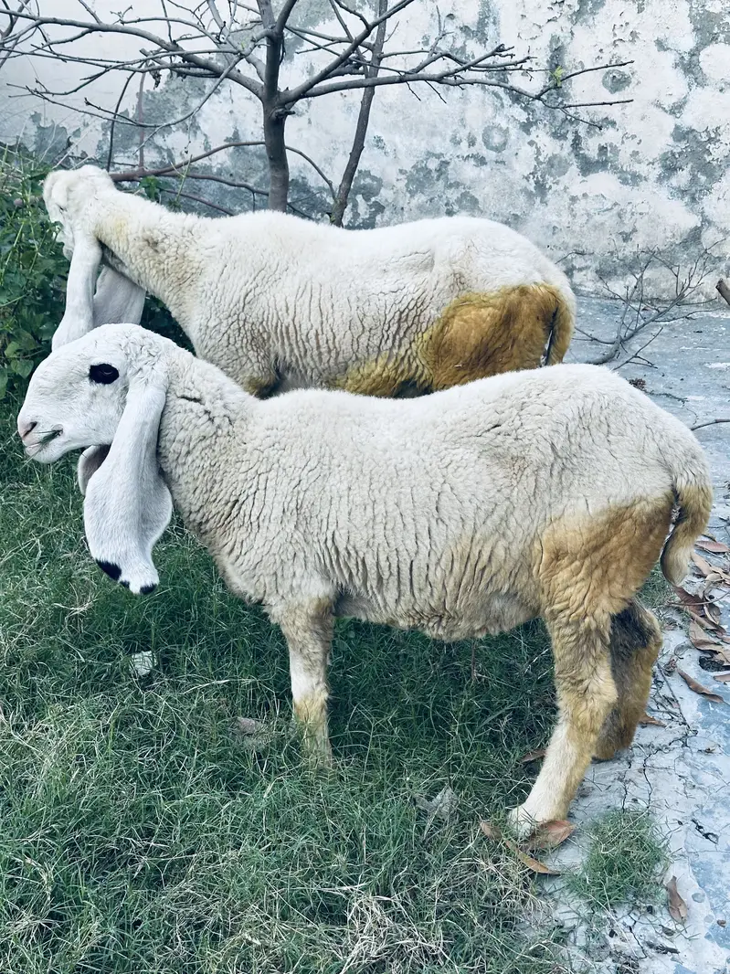 2 Pure Desi Kajli Female Sheep – Gulabi Kajli & 5 Nishan Wali — photo 5