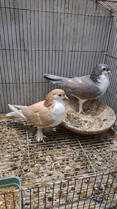 Fancy pigeon
