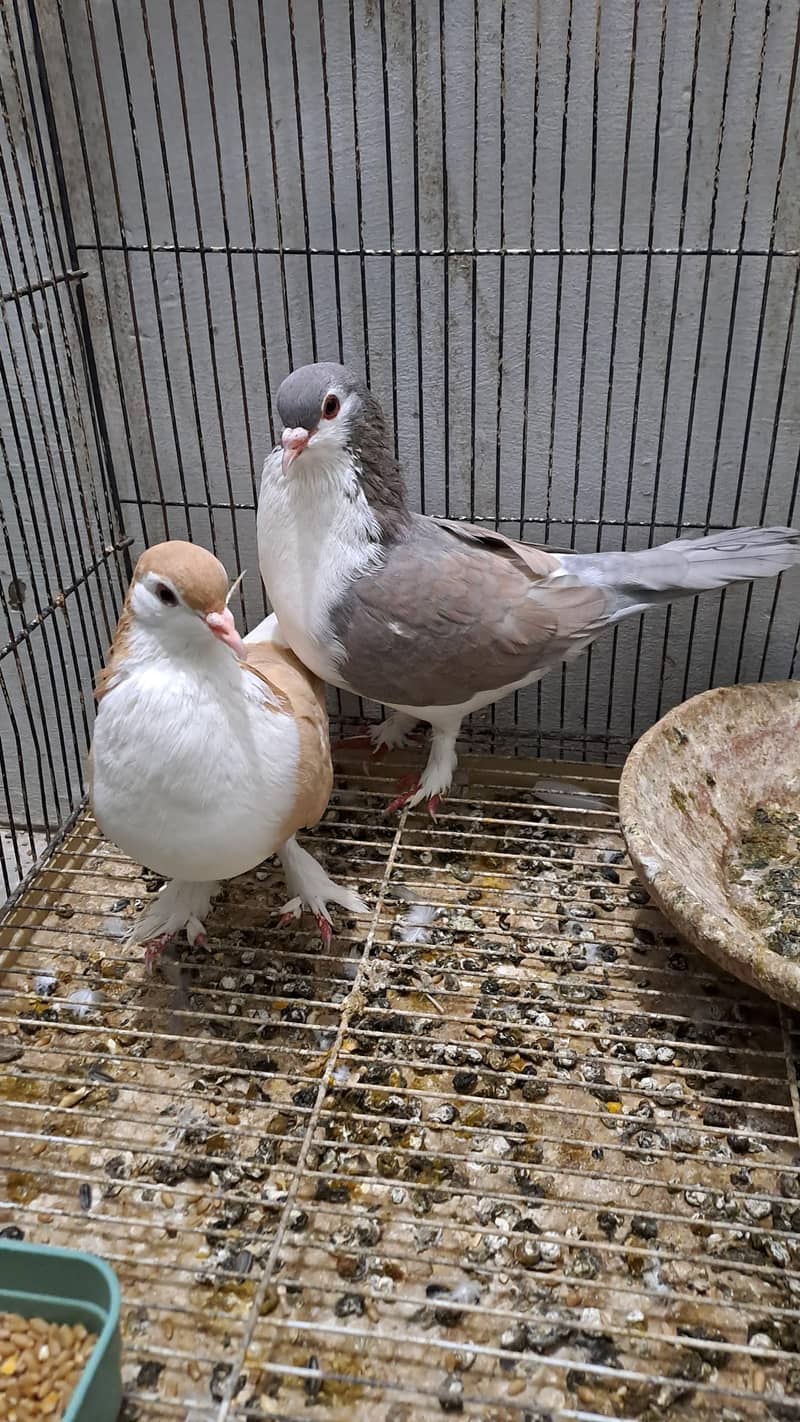 Fancy pigeon 1