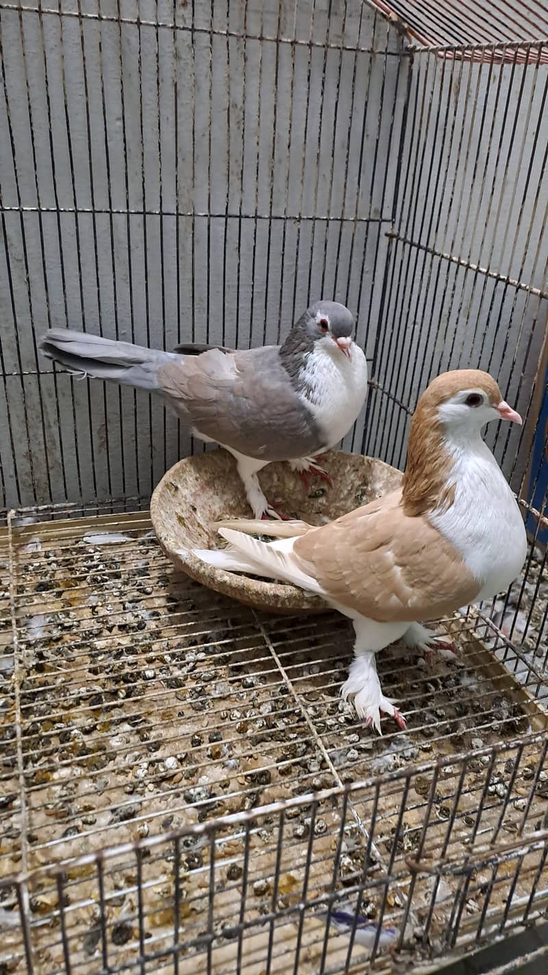 Fancy pigeon 6
