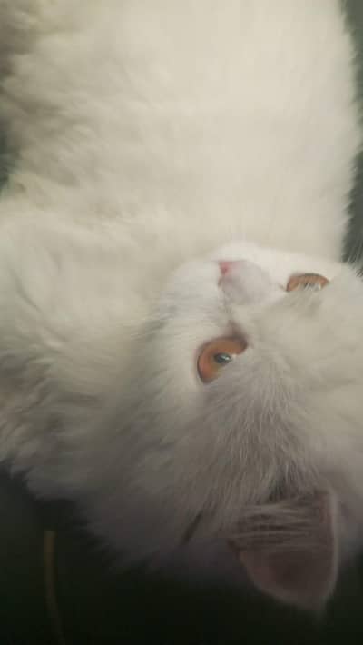 Persian Cat