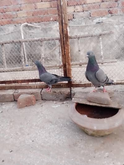 Nella kamgar or indian surkay pairs  2