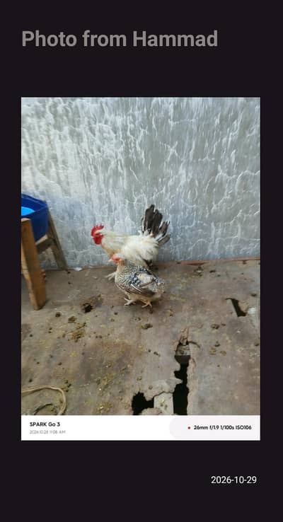 Puff (pair),Aseel murgi (blackbeauty), Aseel murgi (goldenblack),murga