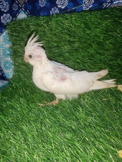 cockatiel chicks