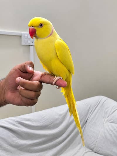 yellow ringneck for sale