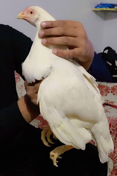mianwali whie aseel murgi #white legs