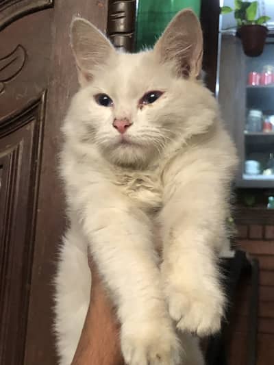 Beautiful White Female Cat for Sale – Sky Blue Eyes 
