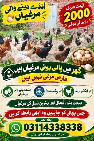 dasi murgian